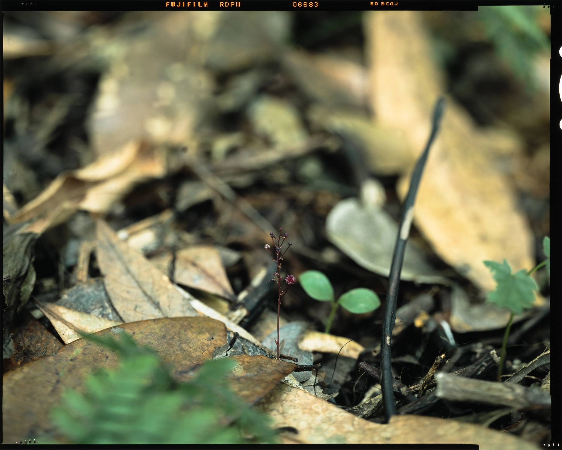 Sciaphila nana